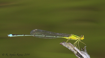 Enallagma vesperum, male